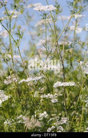 Coriandre ou persil chinois floraison de la coriandre Banque D'Images