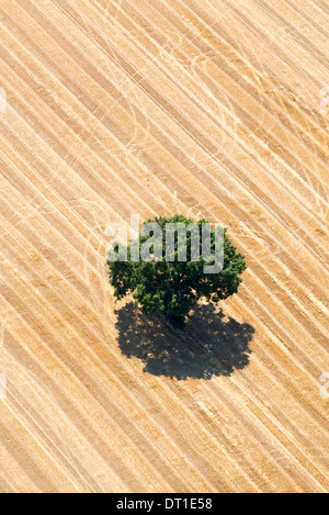 Vue aérienne d'un arbre isolé avec feuillage vert au milieu d'un champ de blé fraîchement récoltés Banque D'Images