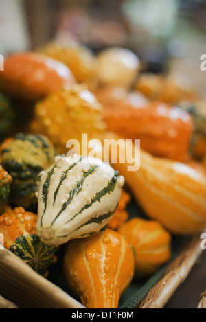 Un stand de la ferme avec un affichage de calebasses et squash de différentes formes et tailles Banque D'Images