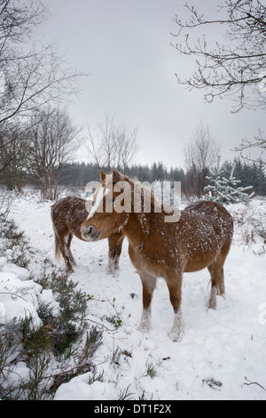 Poneys Welsh Mountain sur landes couvertes de neige. Banque D'Images