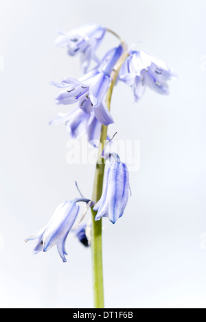 Bluebell de printemps Banque D'Images