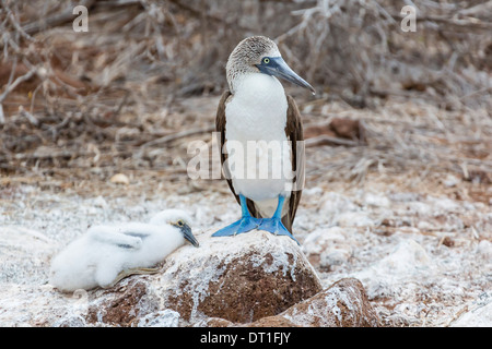 Fou à pieds bleus (Sula nebouxii) avec les adultes sur l'île Seymour Nord, îles Galapagos, Equateur, Site de l'UNESCO Banque D'Images