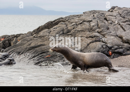 Lion de mer Galapagos (Zalophus wollebaeki) adulte, Fernandina Island, îles Galapagos, site du patrimoine mondial de l'UNESCO, de l'Équateur Banque D'Images