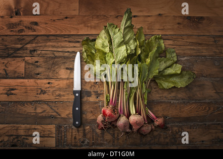 Une poignée de petits légumes biologiques frais betteraves récoltées pour la table d'un couteau à légumes Banque D'Images