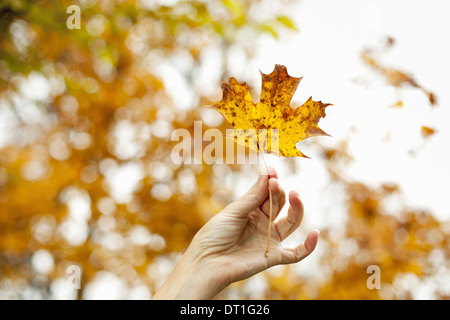 Une main tenant une feuille d'érable aux couleurs de l'automne Banque D'Images