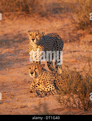 Deux Guépard (Acinonyx jubatus), Kgalagadi Transfrontier Park, ancien parc national de Kalahari Gemsbok, Afrique du Sud Banque D'Images