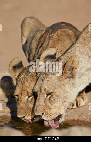 Deux lions (Panthera leo) de boire, Kgalagadi Transfrontier Park, ancien parc national de Kalahari Gemsbok, Afrique du Sud Banque D'Images