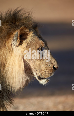 Lion (Panthera leo), Kgalagadi Transfrontier Park, qui englobe l'ancien Kalahari Gemsbok National Park, Afrique du Sud, l'Afrique Banque D'Images