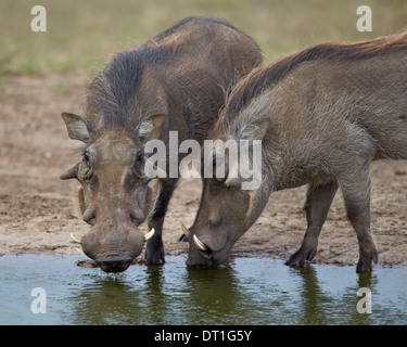 Deux warthog (Phacochoerus aethiopicus) à un trou d'eau, l'Addo Elephant National Park, Afrique du Sud, l'Afrique Banque D'Images