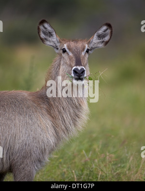 Les femelles de la cobe à croissant (waterbuck Ellipsen (Kobus ellipsiprymnus ellipsiprymnus)), Kruger National Park, Afrique du Sud, l'Afrique Banque D'Images