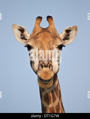 Cape Girafe (Giraffa camelopardalis giraffa), Kruger National Park, Afrique du Sud, l'Afrique Banque D'Images