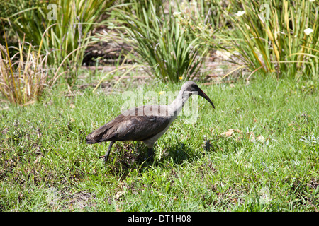 Bostrychia hagedash Ibis hagedash ou Forgaing sur la pelouse de Green Point - Le Cap - Afrique du Sud Banque D'Images
