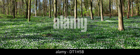 Jacinthes et d'anémones de bois en forêt, village Sawtry, Cambridgeshire Banque D'Images