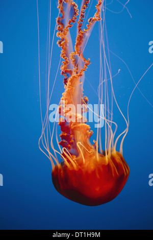 Black sea nettle jellyfish Chrysaora fuscescens scyphozoaires sous l'eau dans l'Aquarium de Monterey Bay California USA USA Banque D'Images