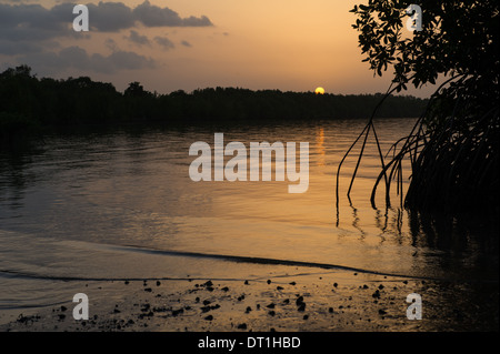 Coucher de soleil sur une mangrove Creek dans la région de Bao Bolon, zones humides, la Gambie Tendaba Banque D'Images