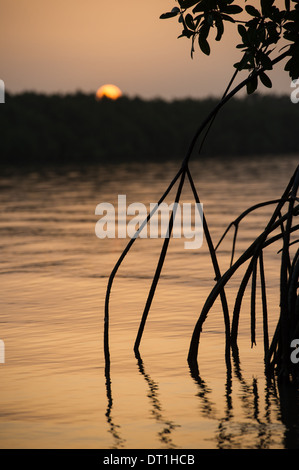 Coucher de soleil sur une mangrove Creek dans la région de Bao Bolon, zones humides, la Gambie Tendaba Banque D'Images