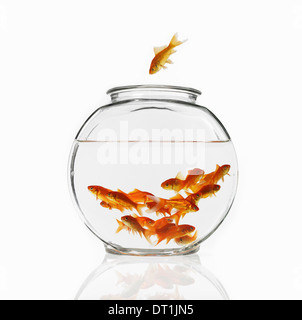 Goldfish swimming in a bowl Banque D'Images