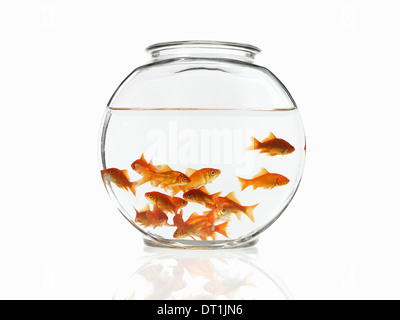 Goldfish swimming in a bowl Banque D'Images