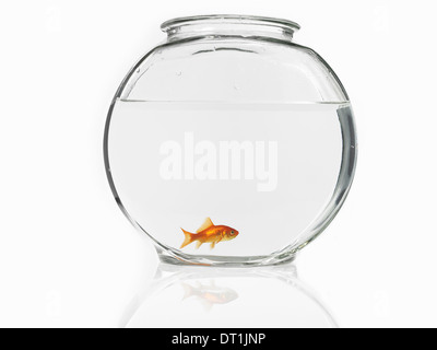 Goldfish swimming in a bowl Banque D'Images