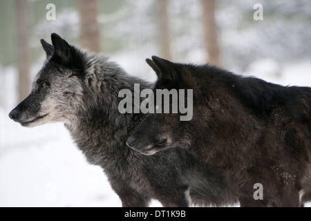 Deux variantes de melanistic Noir Bois d'Amérique du Nord loup (Canis lupus) dans la neige, l'Autriche, Europe Banque D'Images