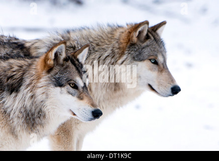 Deux sous des profils Bois d'Amérique du Nord les loups (Canis lupus) dans la neige, l'Autriche, Europe Banque D'Images
