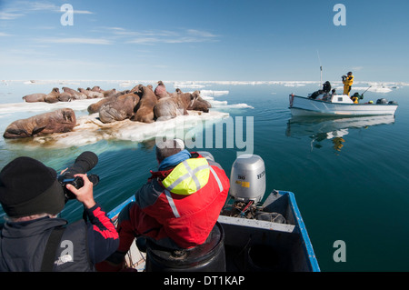 Les touristes de photographier un groupe de morse (Odobenus rosmarus) reposant, Arctic Kingdom expedition, le bassin Foxe, au Nunavut, Canada Banque D'Images