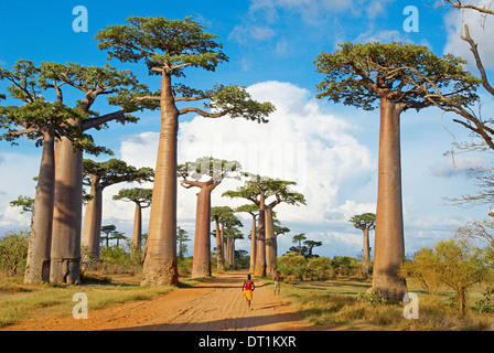 Baobabs, Morondava, Madagascar, Afrique Banque D'Images