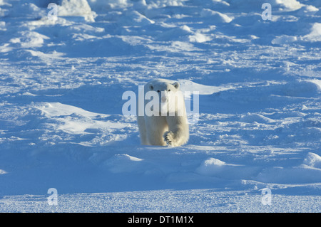 L'ours polaire dans la nature Banque D'Images