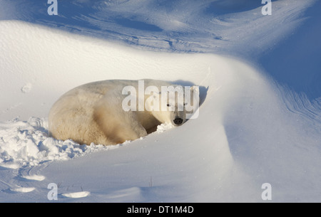 L'ours polaire dans la nature Banque D'Images