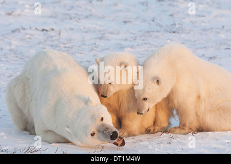 L'ours polaire dans la nature Banque D'Images