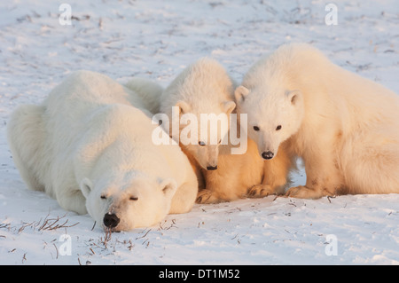 L'ours polaire dans la nature Banque D'Images