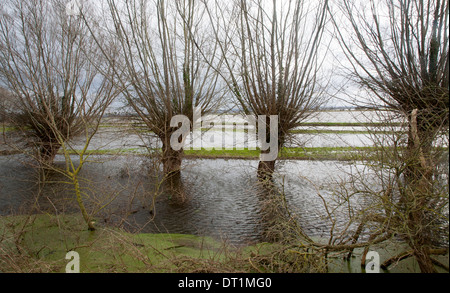 L'eau de la plaine de la rivière Yeo près de Langport, Somerset, Angleterre Banque D'Images