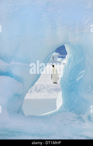 Un manchot empereur adultes debout sur la glace sur Snow Hill Island vu à travers une arche de glace Banque D'Images