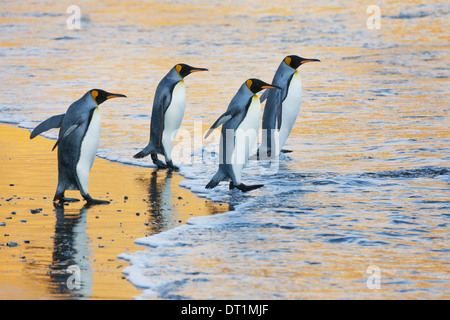 Un groupe de quatre adultes manchots royaux au bord de l'eau balade dans l'eau au lever du soleil la lumière réfléchie Banque D'Images