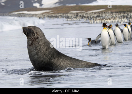 Une fourrure de l'Antarctique Arctocephalus gazella Banque D'Images