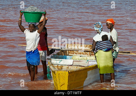 La collecte de sel à Redba salt lake (Lac Rose), Sénégal, Afrique de l'Ouest, l'Afrique Banque D'Images
