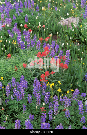 Un champ de coquelicots et de fleurs sauvages de montagne dans les montagnes Wasatch lupins Banque D'Images