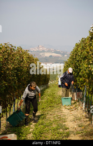 Les raisins de la récolte des gens dans un vignoble près de château de Grinzane Cavour, Langhe, Cuneo, Piémont, Italie, Europe Banque D'Images