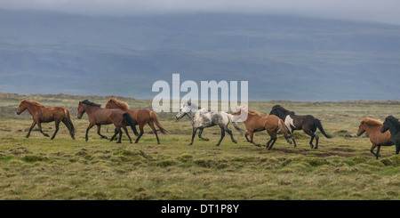 Troupeau de chevaux Islandais en marche, Péninsule de Snæfellsnes, l'Islande Banque D'Images