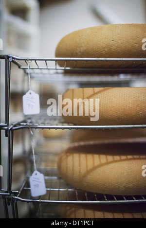 Ferme laitière en laiterie avec de grandes roues de maturation du fromage Banque D'Images