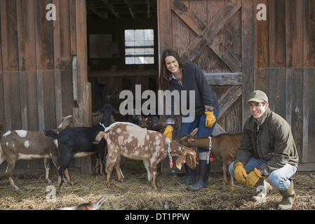 Ferme laitière et de travail des agriculteurs ayant tendance à les animaux Banque D'Images