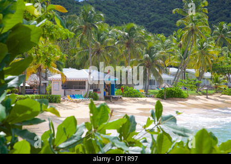 Baie d'Eretmochelys imbricata et de la Plage, Saint John's, Antigua, Iles sous le vent, Antilles, Caraïbes, Amérique Centrale Banque D'Images