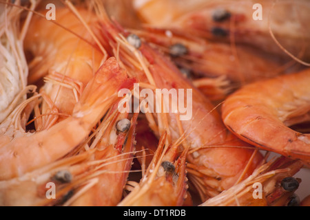 Un plat de crevettes fraîchement préparé avec des coquilles de fruits de mer sur les têtes et queues Banque D'Images