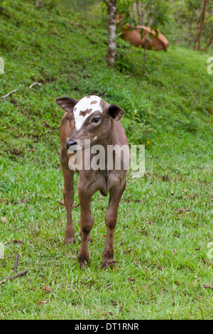 Veau type zébu (Bos taurus X primigemius). Costa Rica. Les jeunes à croître encore direction bosse caractéristique sur les épaules. Banque D'Images