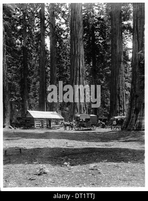 Tuteurs et log cabin dans les grands arbres à Mariposa Grove dans le Parc National de Yosemite, Californie, 1901 Banque D'Images