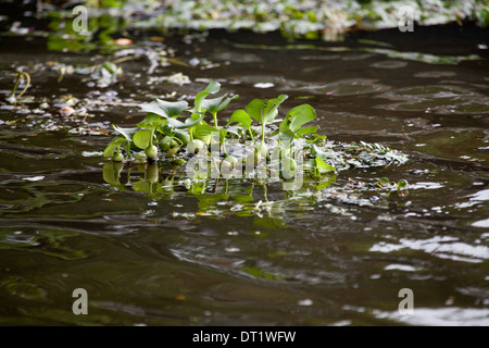 Jacinthe d'eau (Eichornia crassipes). Originaire d'Amazonie. D'ailleurs une espèce exotique envahissante. Rompre chunk. Banque D'Images