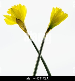 Fleurs jonquille jaune sur fond blanc Banque D'Images