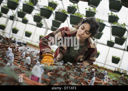 Une femme au travail Contrôle de plantes et plantules Banque D'Images