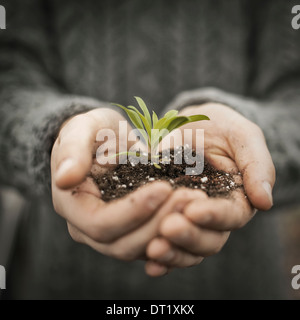 Une personne dans une serre commerciale tenant une petite plante dans son creux des mains des semis Banque D'Images