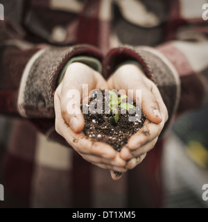 Une personne dans une serre commerciale tenant une petite plante dans le sol des semis dans son creux des mains Banque D'Images